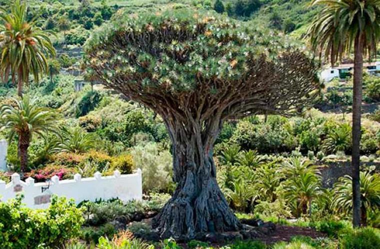 Celebra el día de Canarias con nosotros 