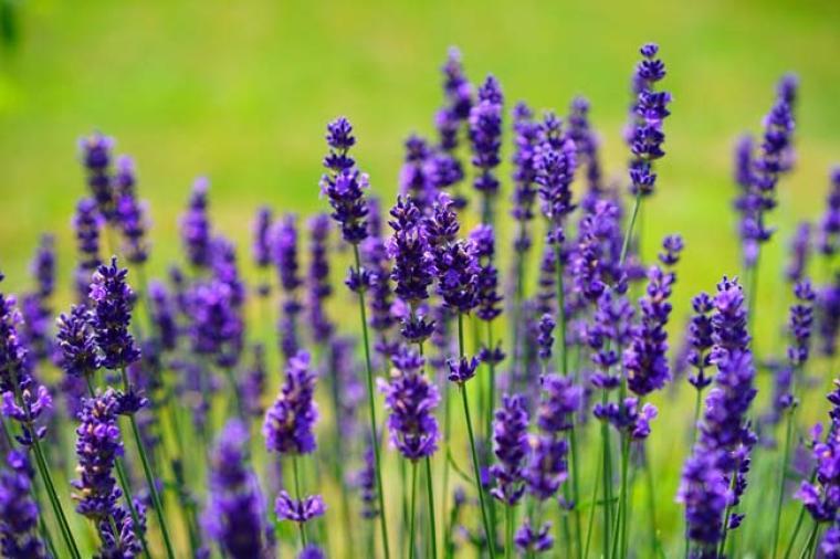 Beneficios de la naturaleza para el cuidado personal