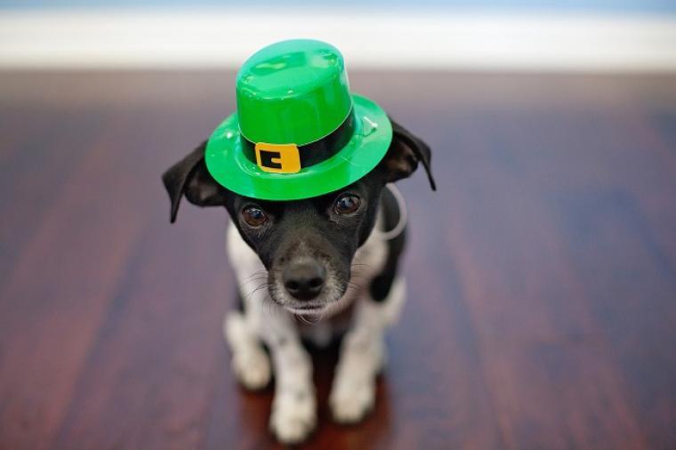 La celebración del Día de San Patricio