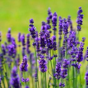 Beneficios de la naturaleza para el cuidado personal