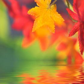 Disfruta del otoño