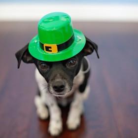 La celebración del Día de San Patricio